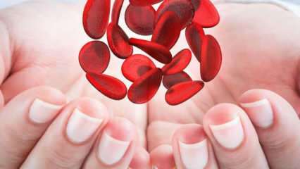 Cos'è l'anemia mediterranea (talassemia)? Quali sono i sintomi dell'anemia mediterranea? Trattamento dell'anemia mediterranea