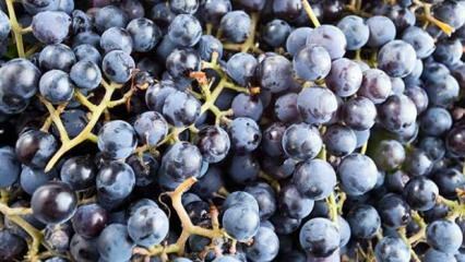 Cos'è l'uva profumata e quali sono i suoi benefici?