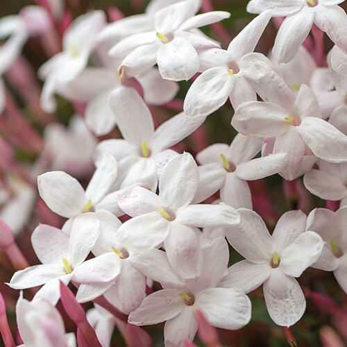 fiore di gelsomino rosa