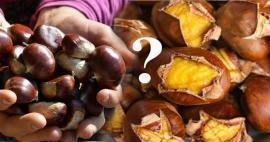 Quante calorie nelle castagne? Quali sono i benefici della castagna? Le castagne si possono mangiare a dieta?
