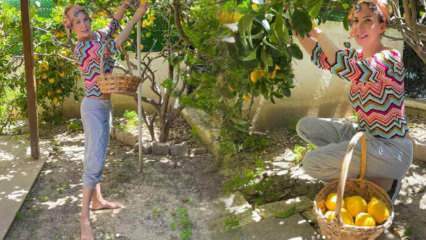 La cantante Tuğba Özerk ha raccolto il limone dall'albero del suo giardino!