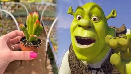 Come coltivare la pianta dell'orecchio di Shrek? La pianta dell'orecchio di Shrek fiorisce? Cura dell'orecchio di Shrek