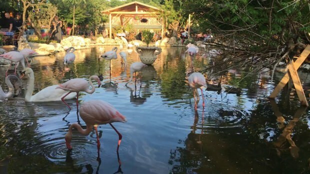 Come arrivare a Flamingoköy?