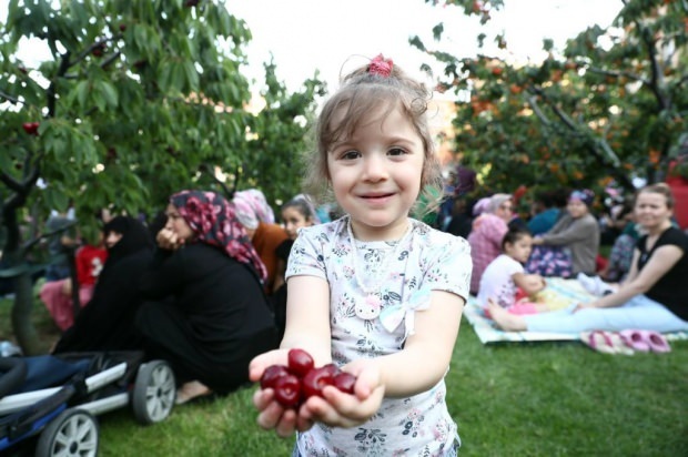 11 ° nel giardino dei ciliegi del comune di Bağcılar. Attività di Cherry Harvest!