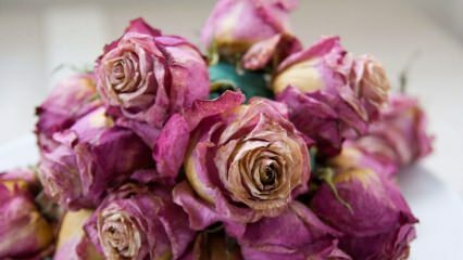 Metodi e trucchi per l'essiccazione delle rose