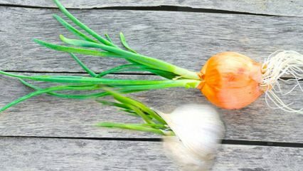 Si può mangiare aglio cipolla germogliata? Cosa si dovrebbe fare per prevenire la germinazione?
