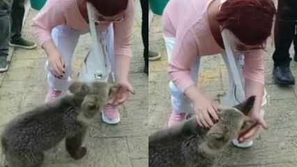 Emel Müftüoğlu è stata attaccata dal cucciolo di orso che ha nutrito!