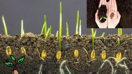 Che cos'è un seme e come avviene la germinazione dei semi? Suggerimenti per la coltivazione di semi