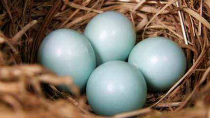 Quali sono i vantaggi dell'uovo verde blu?