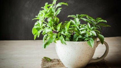 Come coltivare il basilico?
