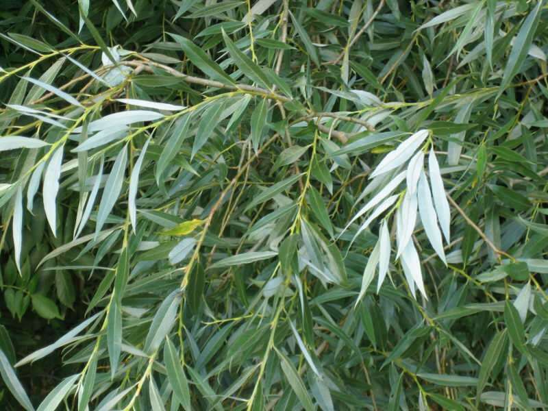 Anche le foglie dei salici bianchi sono medicinali