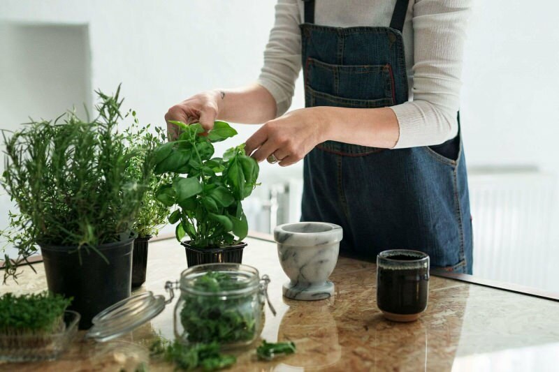 Come far crescere una pianta a casa? 5 suggerimenti per chi vuole coltivare piante in casa con i propri mezzi