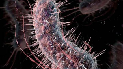 Come vengono trasmessi i batteri che mangiano carne? Quali sono i sintomi dei batteri che mangiano carne e hanno un trattamento?