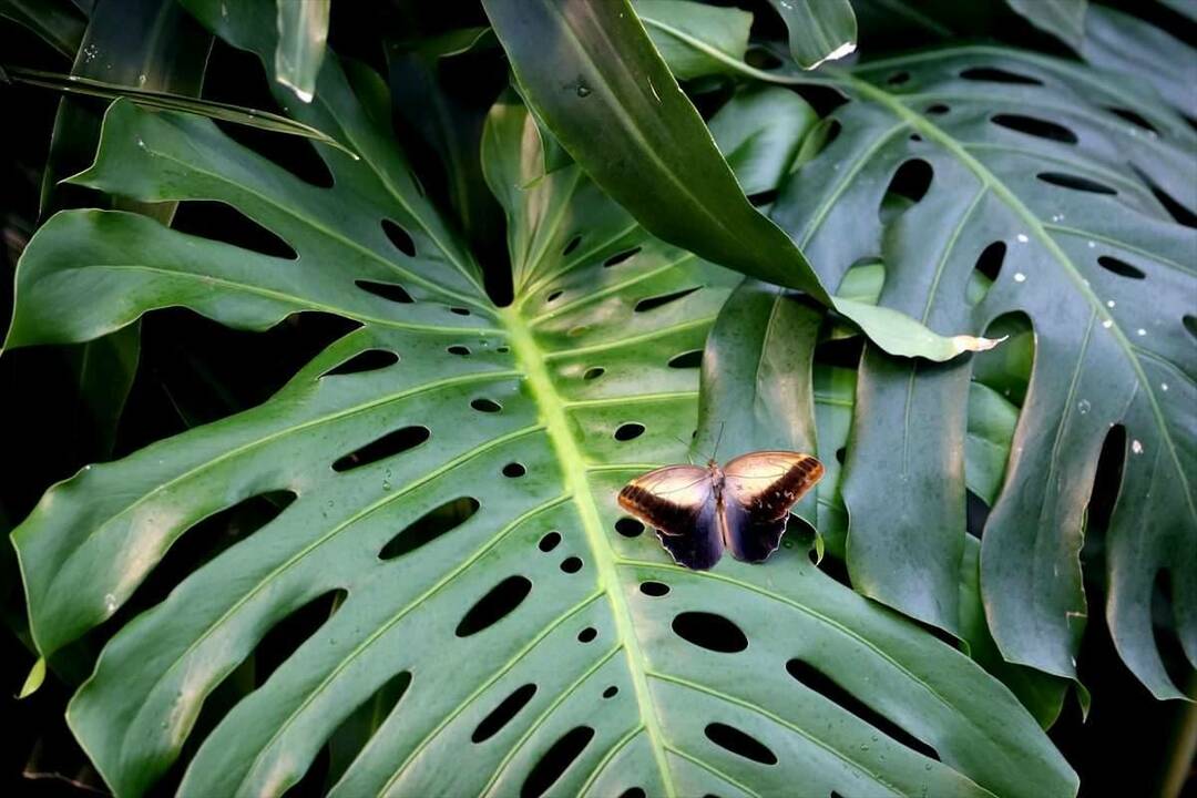 Grande interesse per il Konya Tropical Butterfly Garden: 3 milioni di visitatori in 8 anni