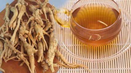 Quali sono i benefici del ginseng? Come si consuma il ginseng? A cosa serve il tè al ginseng?