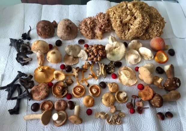Alcuni tipi di funghi
