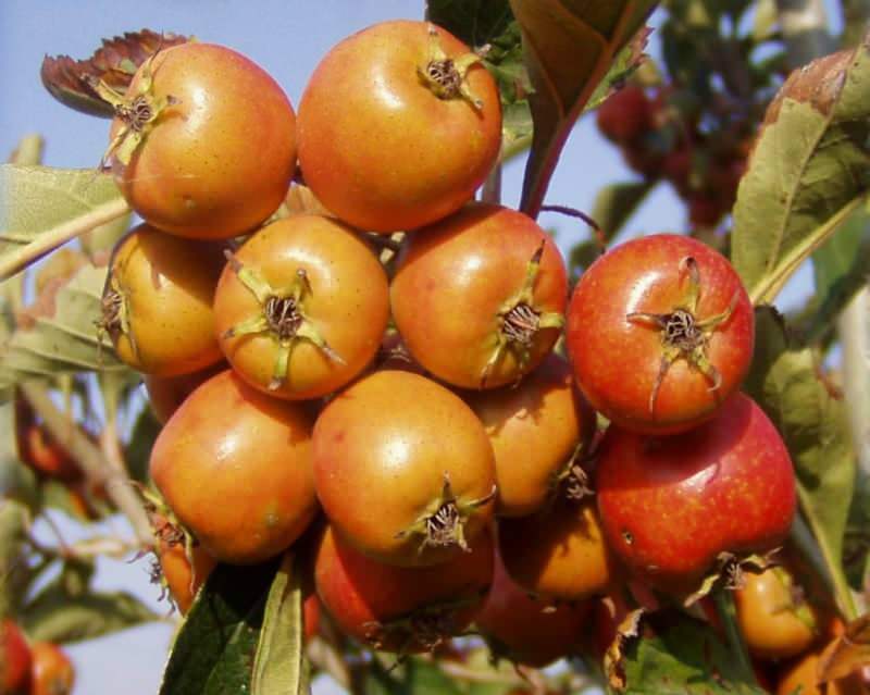Sono state ricoverate 5 persone che hanno mangiato il frutto del biancospino con i suoi semi!
