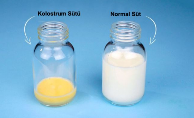 Quali sono i benefici del latte colostro per il bambino? Differenze dal latte materno