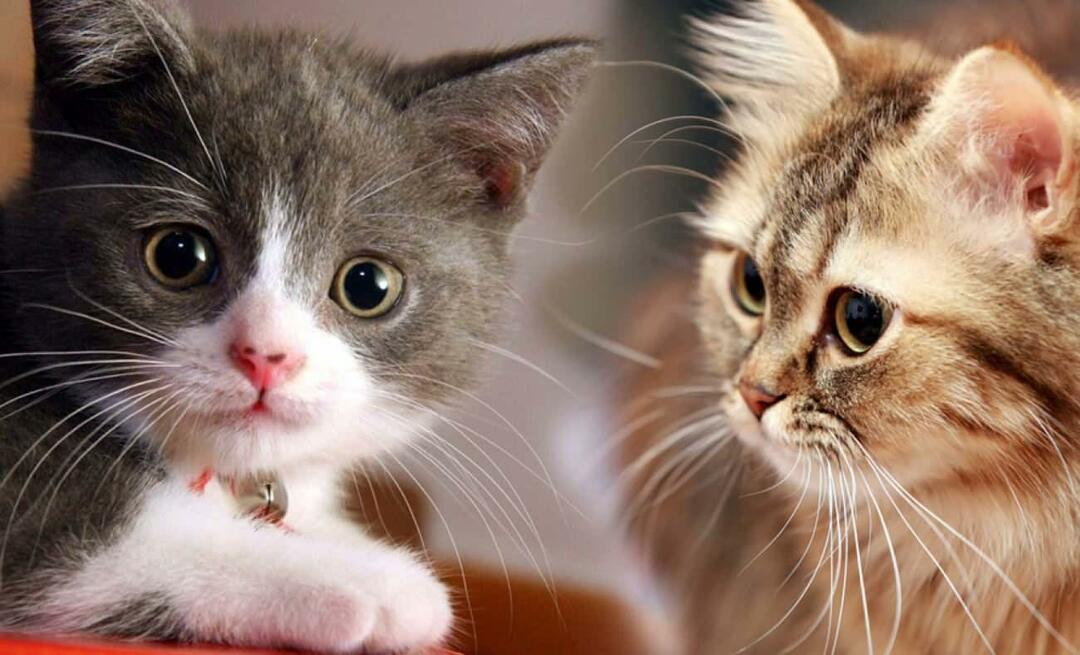Cosa fanno i baffi dei gatti? I gatti hanno i baffi tagliati?