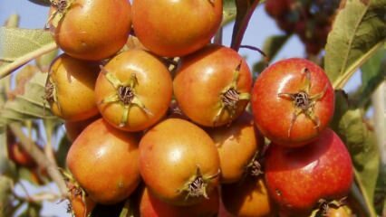 Quali sono i benefici dei frutti di biancospino? Se consumi regolarmente aceto di biancospino ...