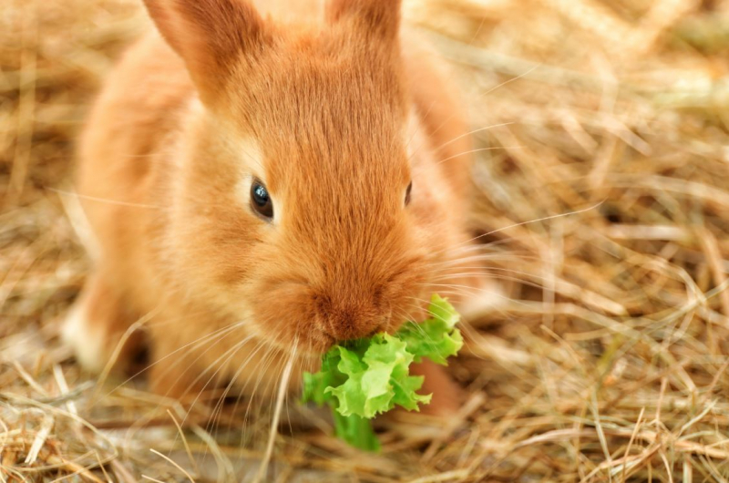 Cosa mangia il coniglio? Alimenti che il coniglio ama