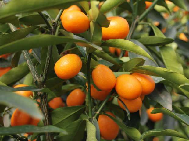 il kumquat viene coltivato anche in vaso