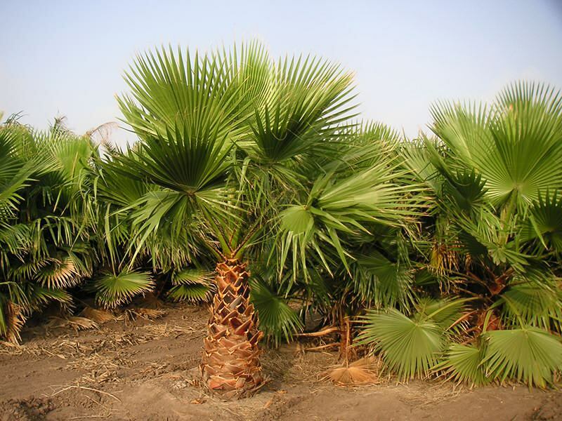 Che cos'è una palma? Caratteristiche della palma