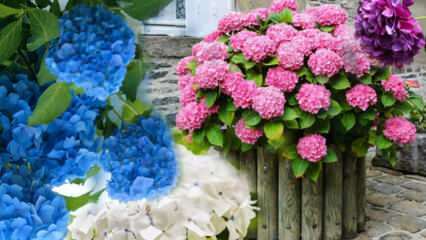 Come prendersi cura del fiore di ortensia a casa? Metodi di propagazione dei fiori di ortensia