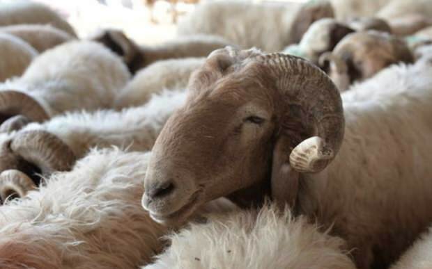 Cosa bisogna considerare quando si acquistano pecore sacrificali?