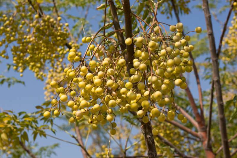 Quali sono i benefici dell'olio di rosario sui capelli? Uso dell'olio dell'albero del rosario