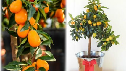 Come coltivare il kumquat in un vaso di fiori? Kumquat si prende cura di casa