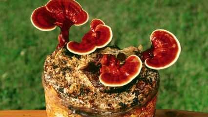 Quali sono i vantaggi del fungo reishi? Come consumare il fungo reishi?