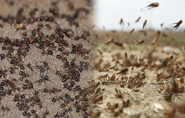 Dov'è l'invasione di formiche? Infestazione da formica dopo infestazione da cavalletta