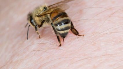 Cos'è l'allergia alle api e quali sono i sintomi? Metodi naturali che fanno bene alle punture di api