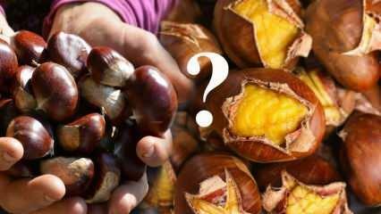Quante calorie hanno le castagne? Quali sono i benefici delle castagne? Le castagne si possono mangiare a dieta?