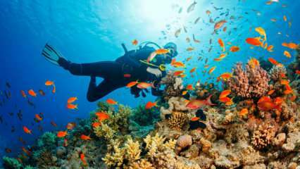 4 percorsi speciali per le immersioni subacquee! i punti di immersione più belli della Turchia