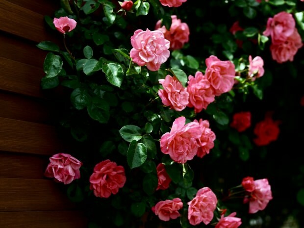 Come cercare una rosa in un vaso di fiori?