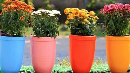 Come prevenire le mosche nei fiori in vaso? Metodo pratico per prevenire la mosca dei fiori..