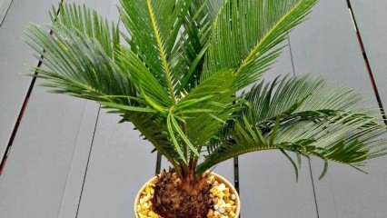 Come coltivare la palma?