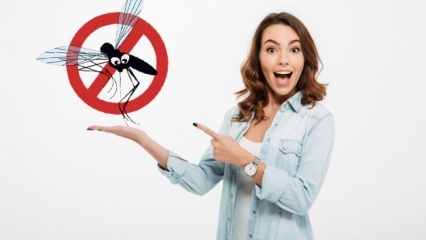 Cosa viene fatto per impedire alle mosche di entrare in casa? Vola metodi repellenti ...
