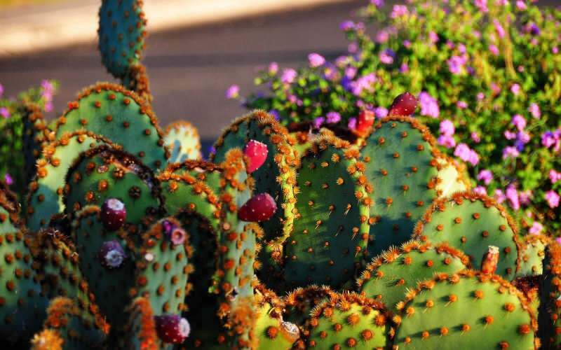 Come dovrebbe essere il terreno del cactus