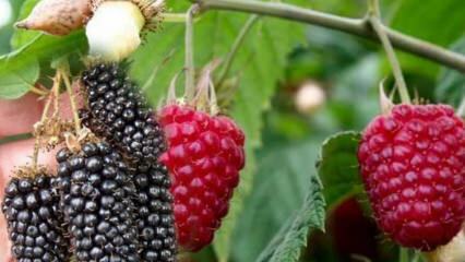 Qual è la differenza tra Raspberry e Blackberry? Come capire